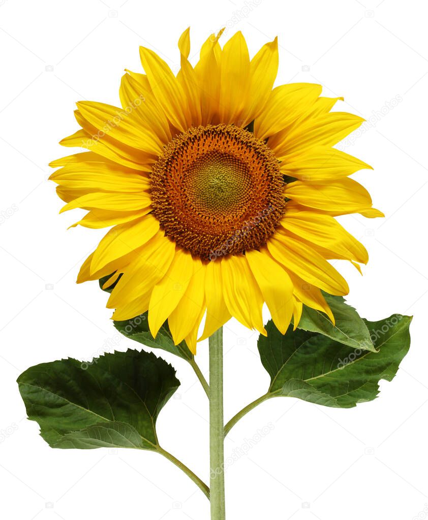 sunflower isolated on a white background with a clipping path. one sunflower flower with leaves and stem.