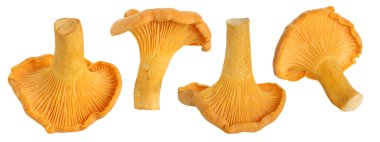 Chanterelle mantarı beyaz bir arka planda izole edilmiş. Yenebilir vahşi mantarlardan oluşan bir kırpma yolu koleksiyonu var..