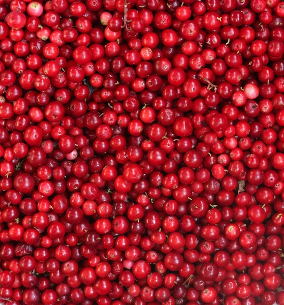 Lingonberries Floresta Como Uma Visão Fundo Diretamente Cima Vermelho Bagas — Fotografia de Stock