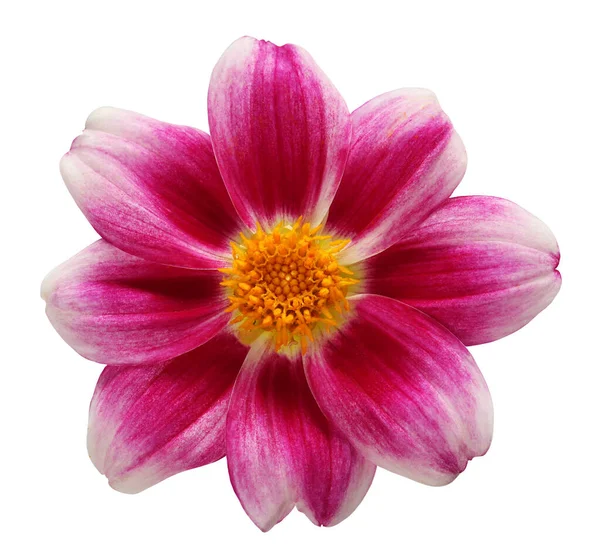 Dahlia Isolated White Background Clipping Path One Annual Purple Flower — Stock Photo, Image