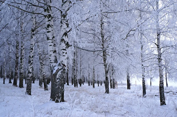 Vorst — Stockfoto