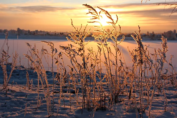 Frost ve güneş — Stok fotoğraf