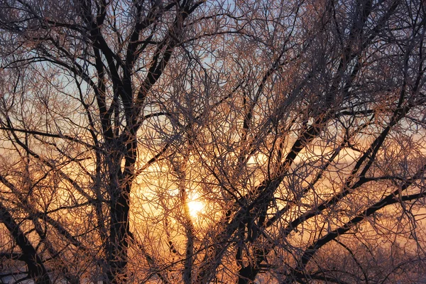 Vorst en zon — Stockfoto