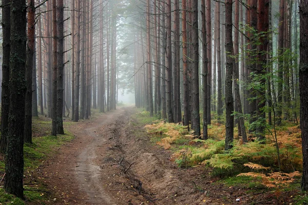 Nevoeiro na floresta — Fotografia de Stock