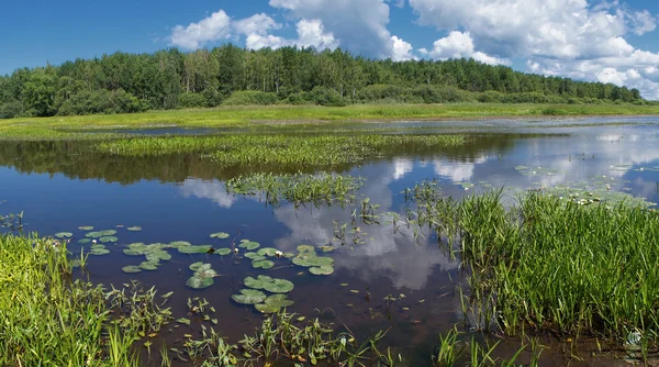 Water-lilies — Stock Photo, Image