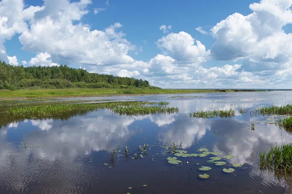 Water-lilies — Stock Photo, Image