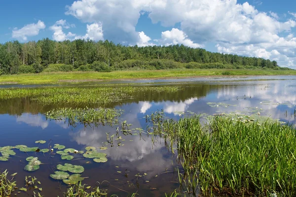 Water-lilies — Stock Photo, Image