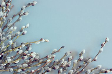 Mavi arkaplanda söğüt dalları