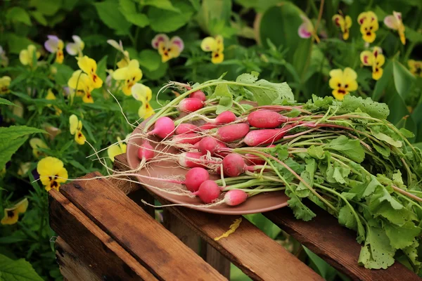 Rabanete de jardim fresco com uns topos de verdura . — Fotografia de Stock