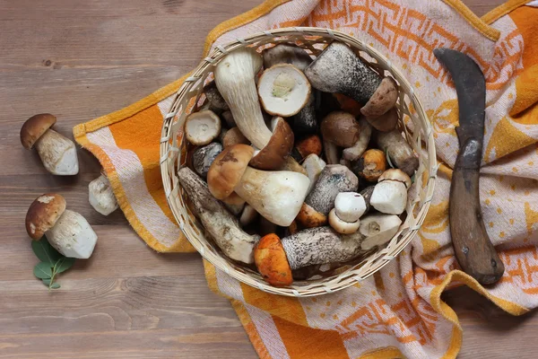 A still life with mushrooms. — Stock Photo, Image