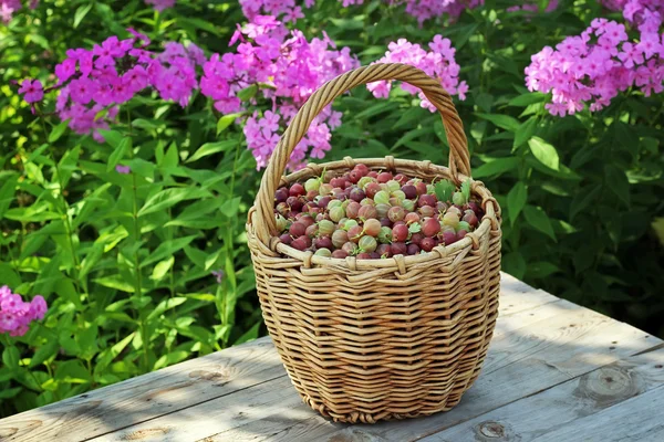 Stillleben mit Stachelbeere. — Stockfoto