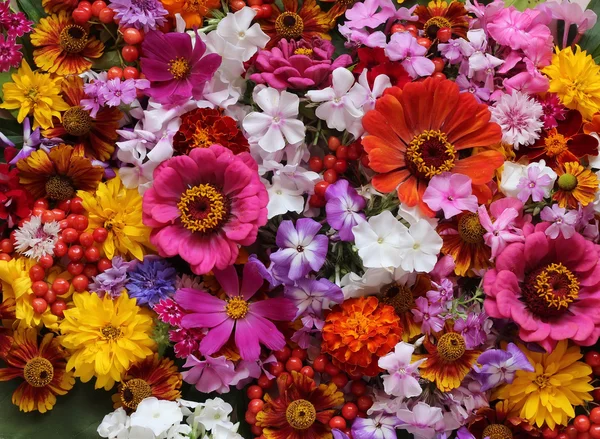 Fundo da flor. Um fundo de flores cultivadas . — Fotografia de Stock