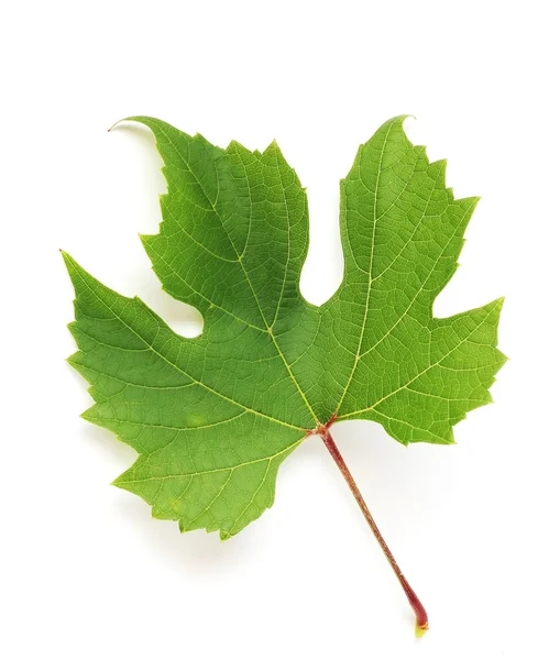 Groene blad van druiven — Stockfoto