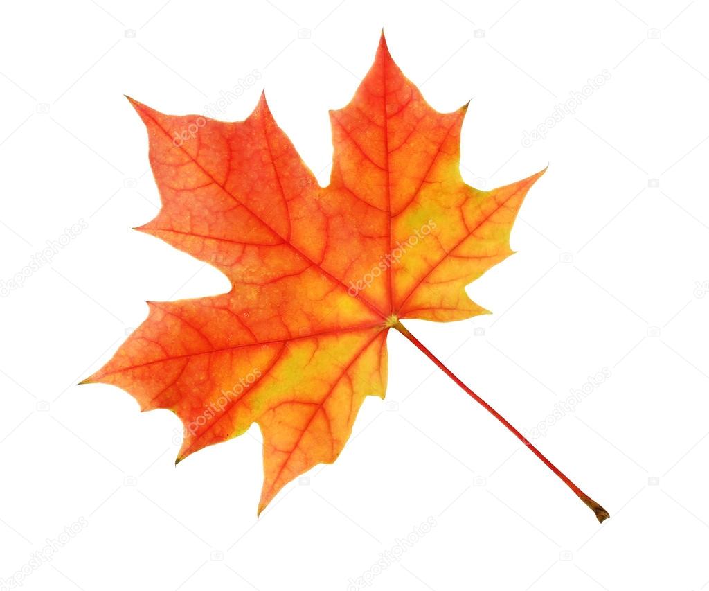 The yellow-red maple leaf — Stock Photo © BalaguR #83723128, image size:1024x853