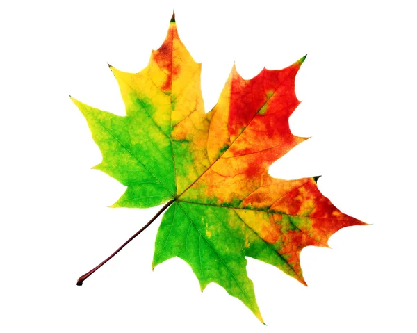 The autumn red-yellow maple leaf — Stock Photo, Image