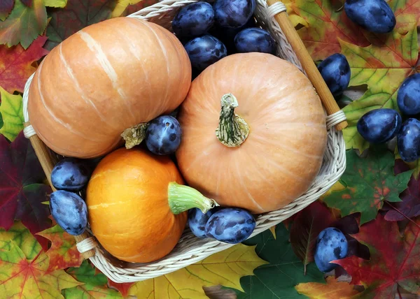 Kürbisse, Pflaumen und Herbstblätter, Draufsicht. — Stockfoto