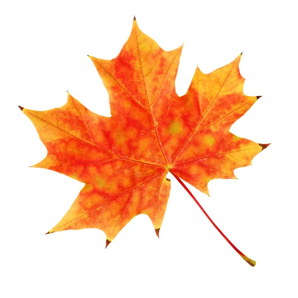 The yellow-red maple leaf — Stock Photo, Image