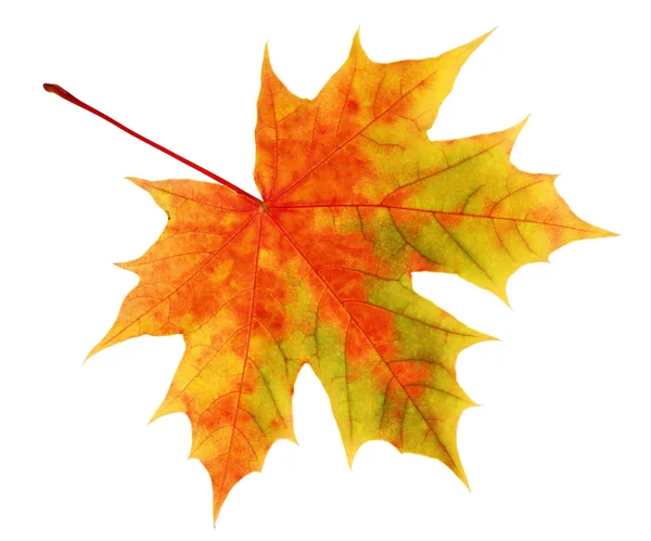 Sarı-kırmızı akçaağaç yaprağı