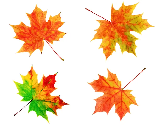 Autumn maple  leaves — Stock Photo, Image