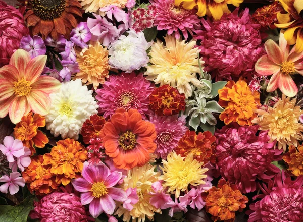 Fondo de flores. Un fondo de flores cultivadas . — Foto de Stock