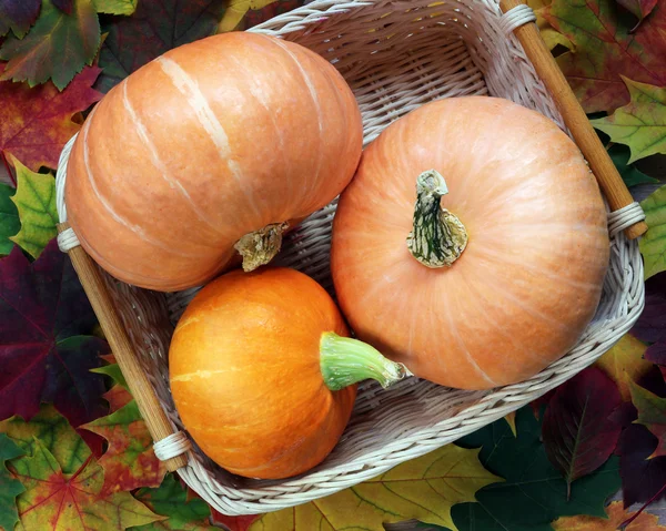 Orangefarbene Kürbisse im Korb und Herbstblätter, die Ansicht von oben. — Stockfoto