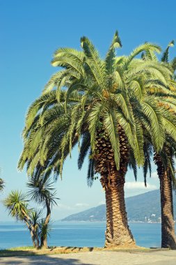 Palmiye ağacı Abhazya'da Karadeniz kıyısında.