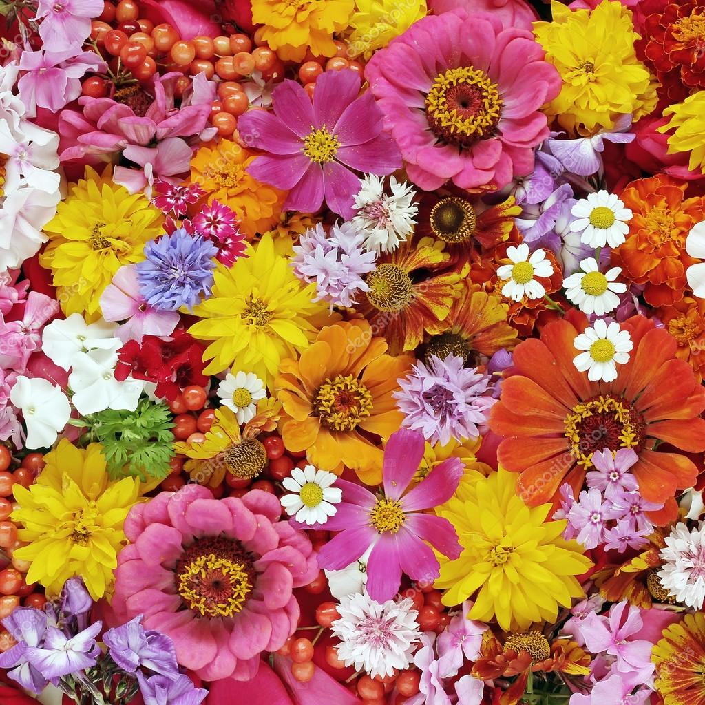 Colourful flower background. A background from flowers. Stock Photo by  ©BalaguR 86549860