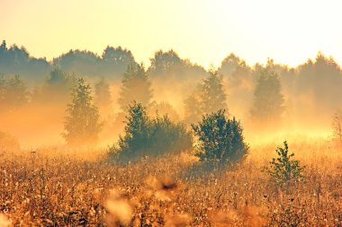 Yaz aylarında sis ile ahşap şafak.