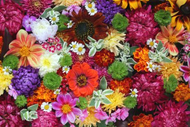 Çiçekler bir arka plan.