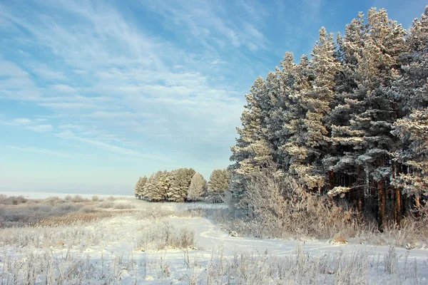 Die Kiefern mit Raureif bedeckt. Winterlandschaft. — Stockfoto