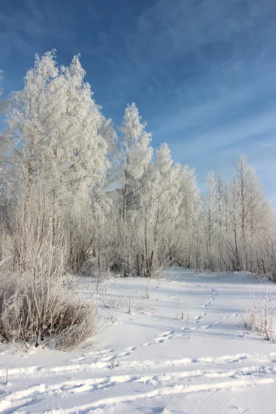 The birches covered with hoarfrost. Winter landscape. Royalty Free Stock Images