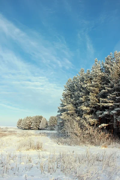 Die Kiefern mit Raureif bedeckt. Winterlandschaft. — Stockfoto