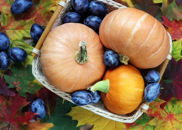 カボチャや梅、紅葉、トップ ビュー. — ストック写真