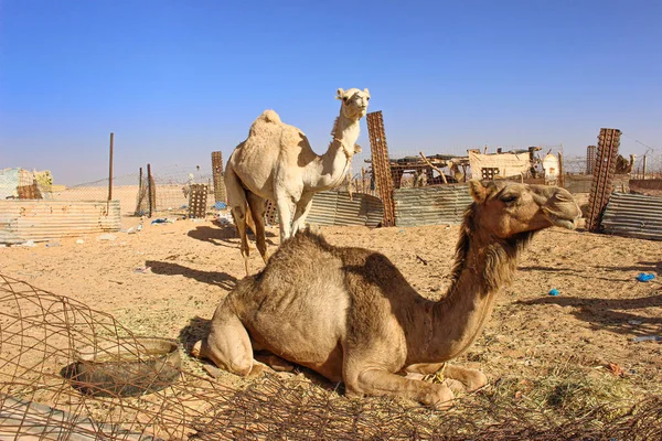 Camelos Campo Refugiados Saara — Fotografia de Stock