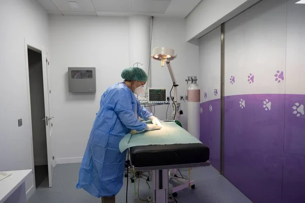 Veterinary surgeon performing an operation on a cat