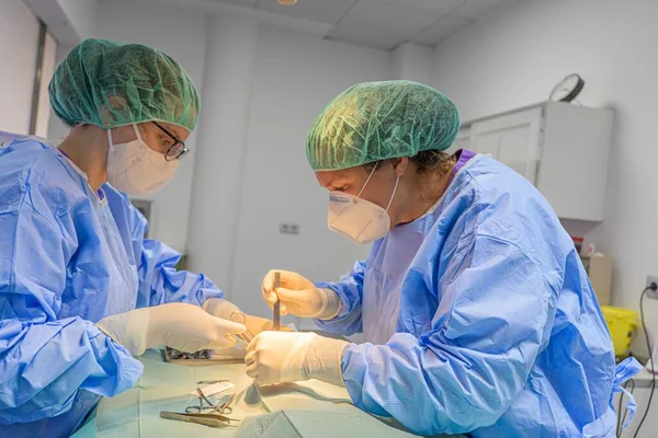 Two veterinary surgeons performing an operation on a cat