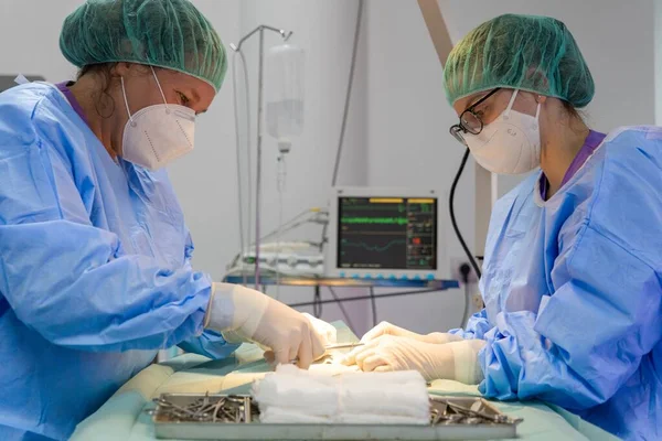 Two veterinary surgeons performing an operation on a cat