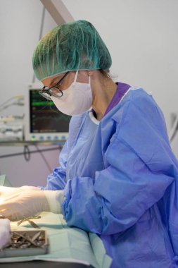 Veteriner cerrahı bir kediye ameliyat yapıyor.