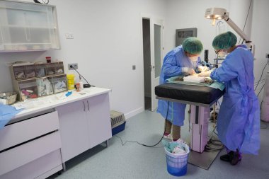 İki veteriner cerrah bir kediyi ameliyat ediyor.