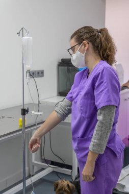 Veteriner köpeğe ilaç veriyor.