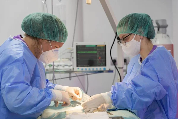 Two veterinary surgeons performing an operation on a cat