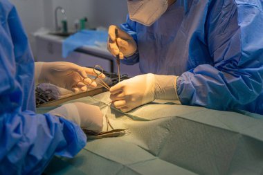 İki veteriner cerrah bir kediyi ameliyat ediyor.