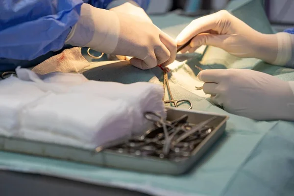 Two veterinary surgeons performing an operation on a cat