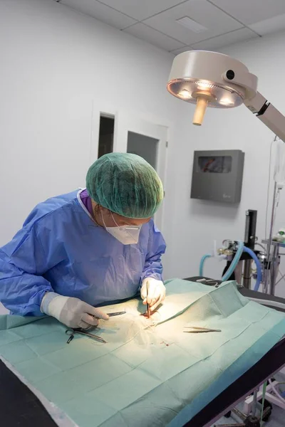 Veterinary surgeon performing an operation on a cat