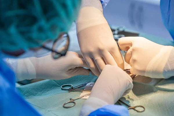 Two veterinary surgeons performing an operation on a cat