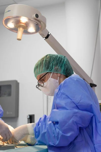 Two veterinary surgeons performing an operation on a cat