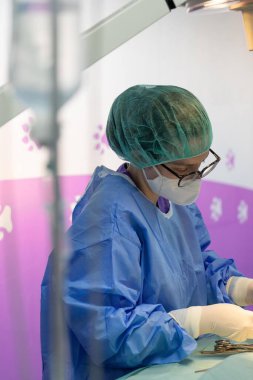 Veteriner bir kediye ameliyat yaparken konsantre olur.