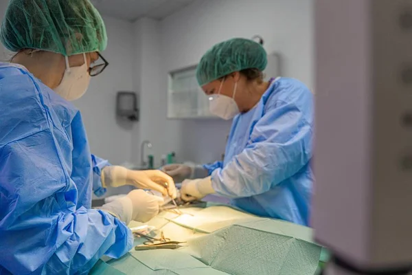 Two Veterinary Surgeons Performing Operation Cat — Stock Photo, Image