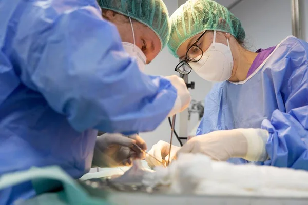 Two veterinary surgeons performing an operation on a cat