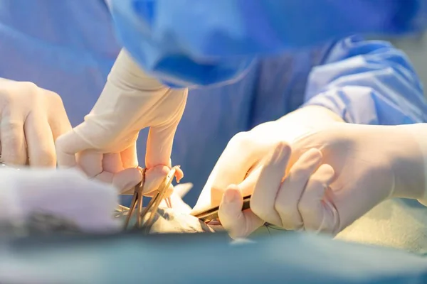 Two veterinary surgeons performing an operation on a cat